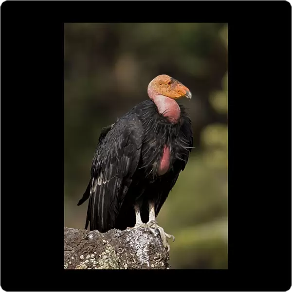 California Condor - On rock - Utah - USA