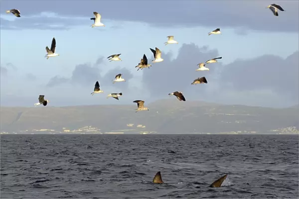 Great White Shark - followed by Kelp Gulls (larus dominicanus vetula) hoping to scavenge off remains of seal kill - Seal Island, False Bay, South Africa