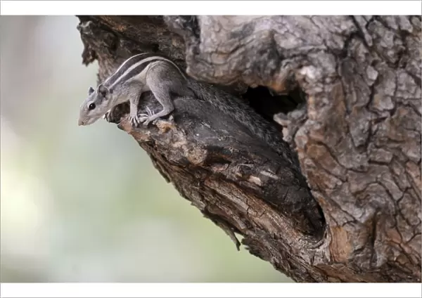 Five-Striped Palm Squirrel - Ranthambhore National Park - Rajasthan - India