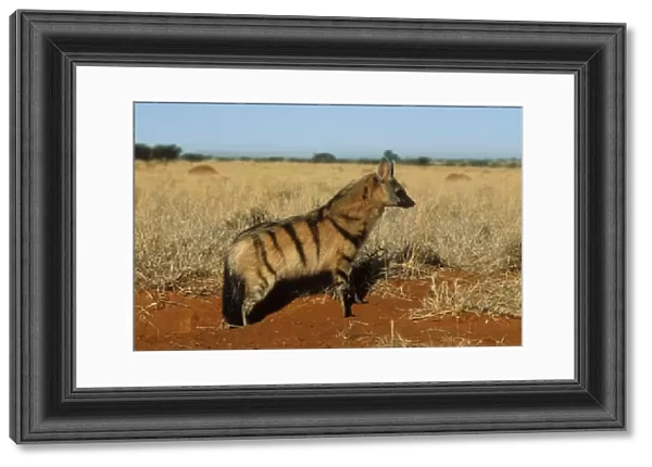 Aardwolf Side view, South Africa