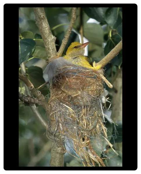Golden Oriole - at nest