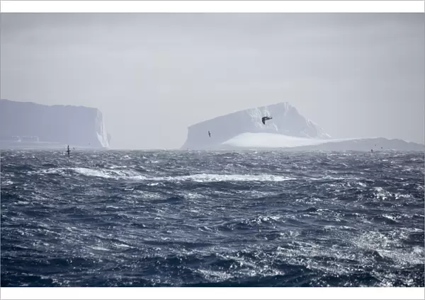 Icebergs - Petrels flying past. Antarctic, October
