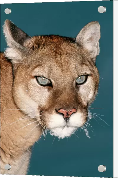 Cougar CLA 541 Close up of head, in winter - North-Western Montana Felis concolor © Mary Clay  /  ARDEA LONDON