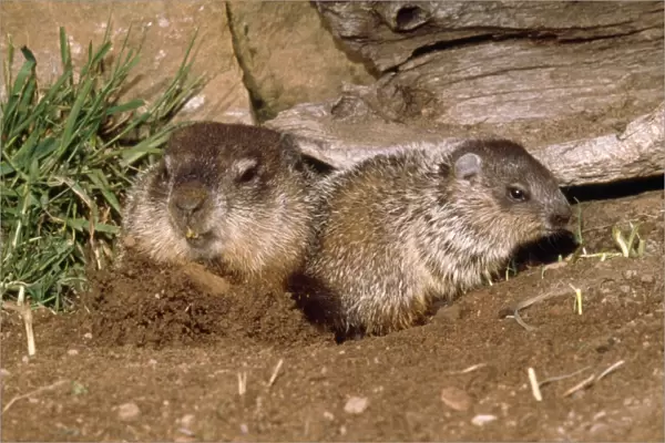 Woodchuck - mother & young exiting burrow
