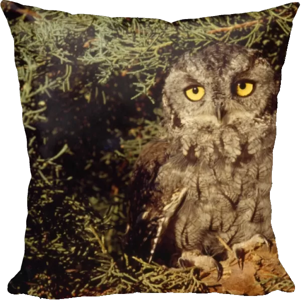 Western Screech Owl - on Juniper limb Colorado, USA