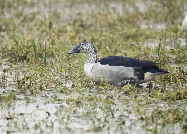 Comb Duck - Keoladeo Ghana National Park - Bharatpur - Rajasthan - India BI017682