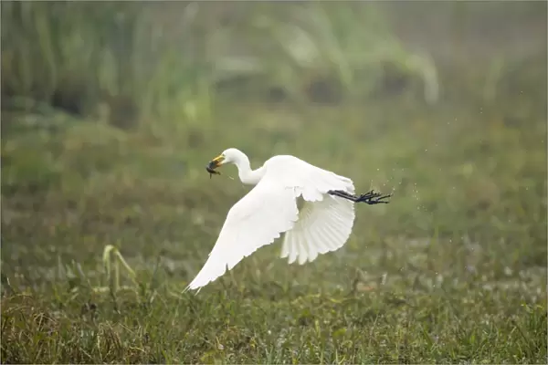 Intermediate Egret - taking off with caught prey (catfish) - Keoladeo Ghana National Park - Bharatpur - Rajasthan - India BI017927