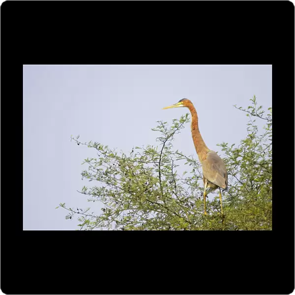 Purple Heron - on tree top - Keoladeo Ghana National Park - Bharatpur - Rajasthan - India BI018034