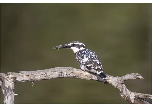 Pied Kingfisher - with fish - Keoladeo Ghana National Park - Bharatpur - Rajasthan - India BI018106