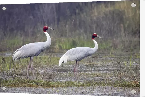 Sarus Crane - pair in marsh - Keoladeo Ghana National Park - Bharatpur - Rajasthan - India BI018263