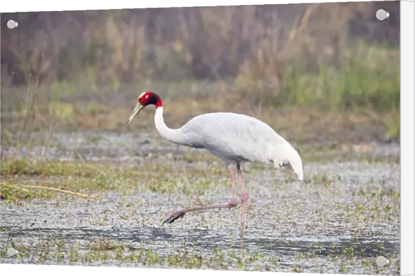 Sarus Crane - feeding in marsh - Keoladeo Ghana National Park - Bharatpur - Rajasthan - India BI018269