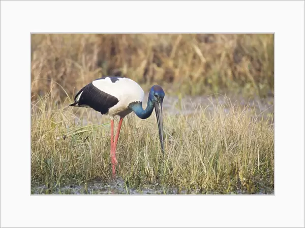 Black-Necked Stork - searching for food - Keoladeo Ghana National Park - Bharatpur - Rajasthan - India BI018374