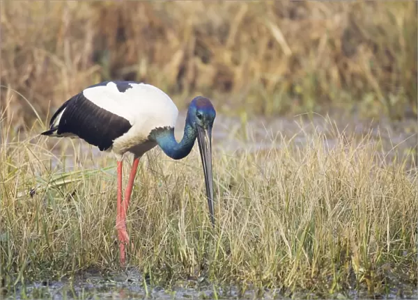 Black-Necked Stork - searching for food - Keoladeo Ghana National Park - Bharatpur - Rajasthan - India BI018374