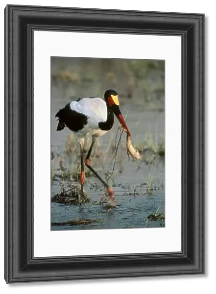 Saddlebilled Stork - pulls a catfish from a pool - Okavango Delta - Botswana