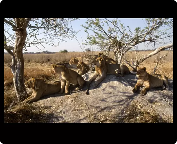 Pride of Lions CRH 900 Scanning for prey from termite mound - Moremi, Botswana. Panthera leo © Chris Harvey  /  ARDEA LONDON