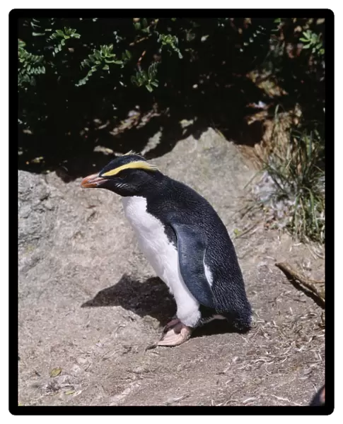 Fiordland Crested Penguin Snares Island