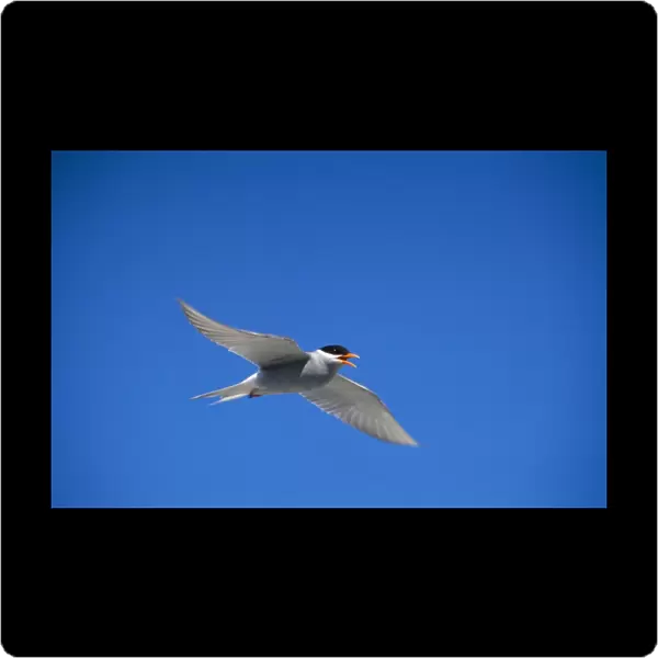 Black-fronted Tern formerly: Chlidonias albostriatus