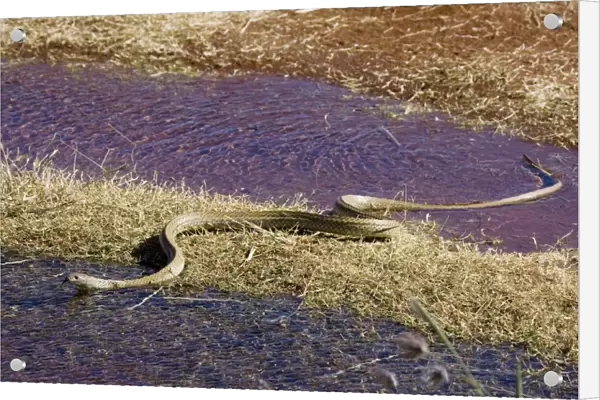 King Brown Snake - Crossing water - Well 33 Canning Stock Route Western Australia