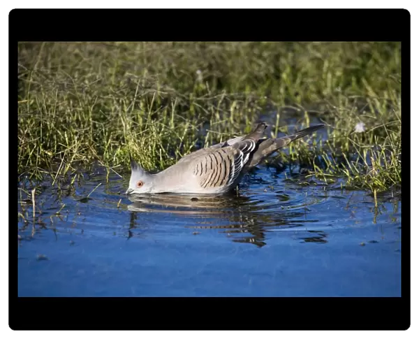 Crested Pigeon - Drinking from waterhole - Well 33 Canning Stock Route, Western Australia