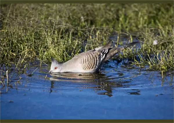 Crested Pigeon - Drinking from waterhole - Well 33 Canning Stock Route, Western Australia