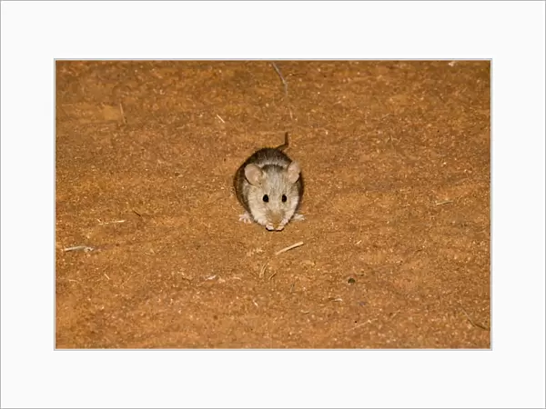 Sandy Inland Mouse - At Well 33, Canning Stock Route, Western Australia