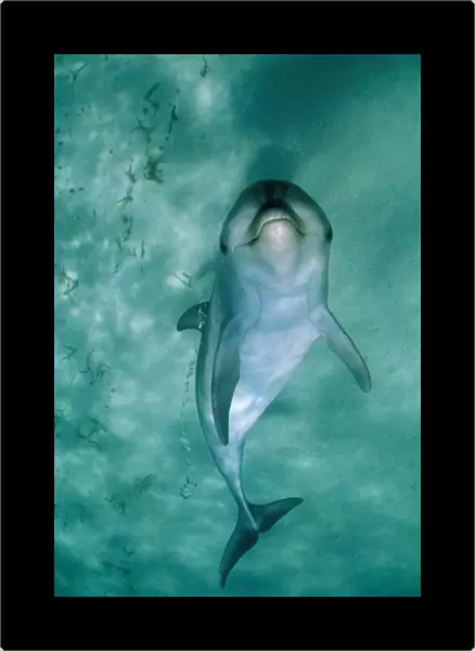 Bottlenose Dolphin - underside view with bubbles from blowhole