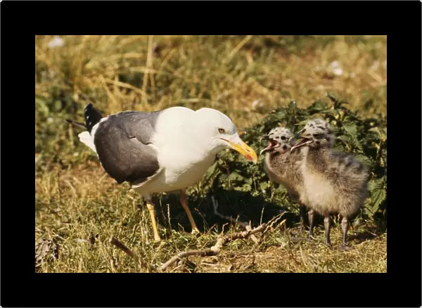 Lesser Black-backed Gull DU 339 With chicks begging for food Larus fuscus © David & Katie Urry  /  ARDEA LONDON