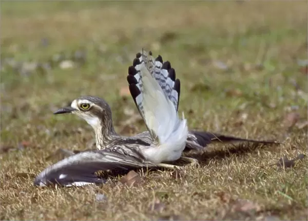 Beach Stone Curlew - distraction display, feigning injury