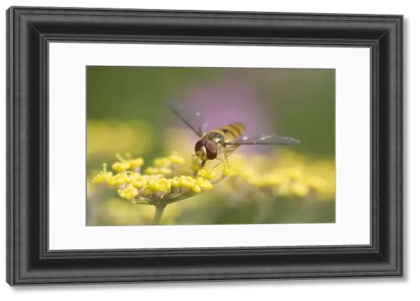 Hoverfly - Feeding on Fennel Flowers Norfolk UK