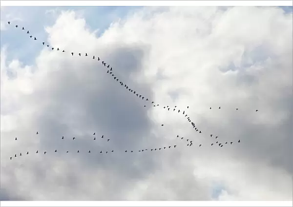Pink-footed Geese - skein in flight - October - Norfolk England