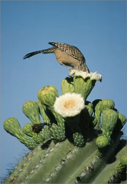 Cactus Wren FG 4403 On a Saguaro Campylorhynchus brunneicapillus © Francois Gohier  /  ARDEA LONDON