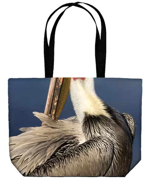 Brown Pelican - nonbreeding adult preening - La Jolla - California - USA - Eastern Pacific Ocean