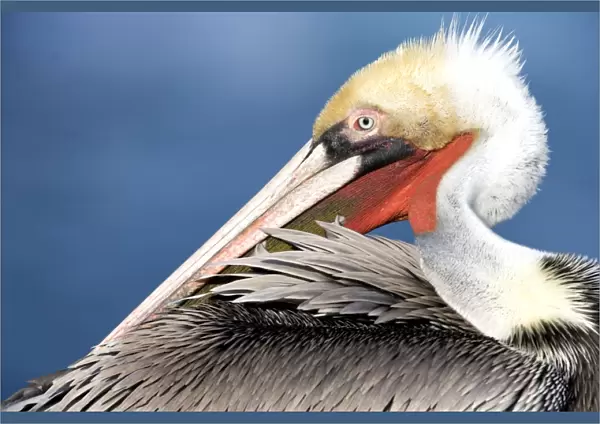 Brown Pelican - nonbreeding adult preening - La Jolla - California - USA