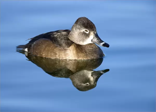 Ring-necked duck - female - Breeds in Central and Northern US, southern Canada, Alaska. Winters in southern US, south through Mexico to Guatemala and West Indies