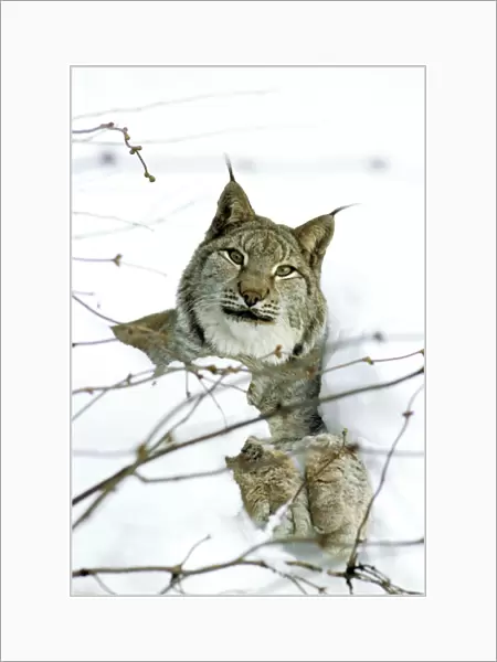Eurasian Lynx - In snow - Jura Mountains - Eastern France JFL00010