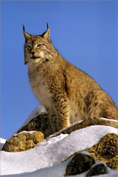 Eurasian Lynx - In snow - Jura Mountains - eastern France JFL00235