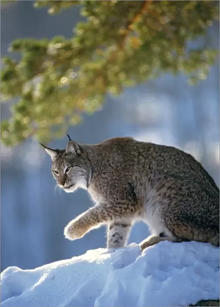 Eurasian Lynx - In snow raising paw - Jura Mountains - eastern France JFL00232