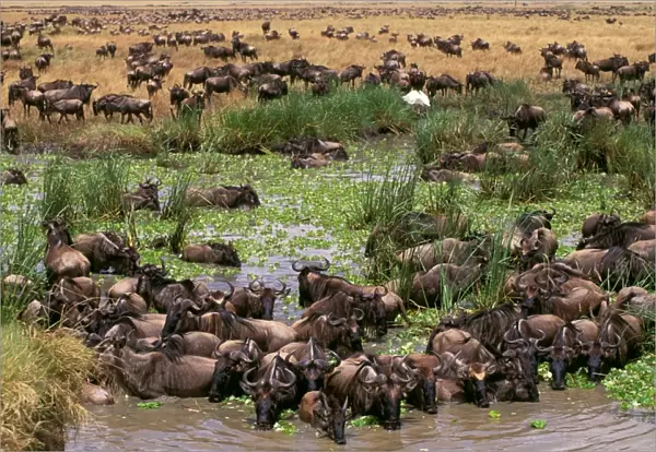 Wildebeest - migration - Maasai Mara National Reserve - Kenya JFL01731