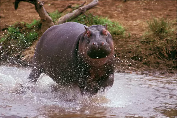 Hippopotamus - running in water - East Africa, Nile River valley of East Africa JFL02662