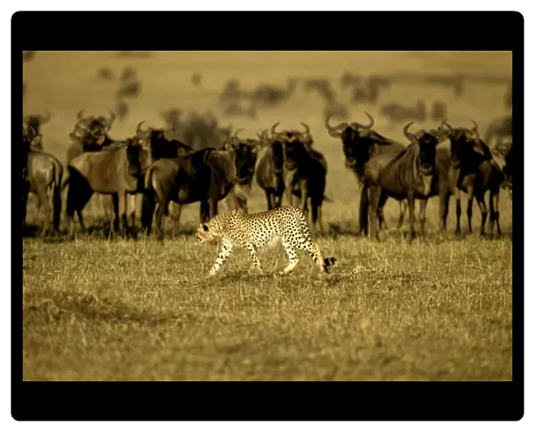 Cheetah - in stalking posture - Wildebeest herd behind - Masai Mara National Reserve - Kenya JFL03281