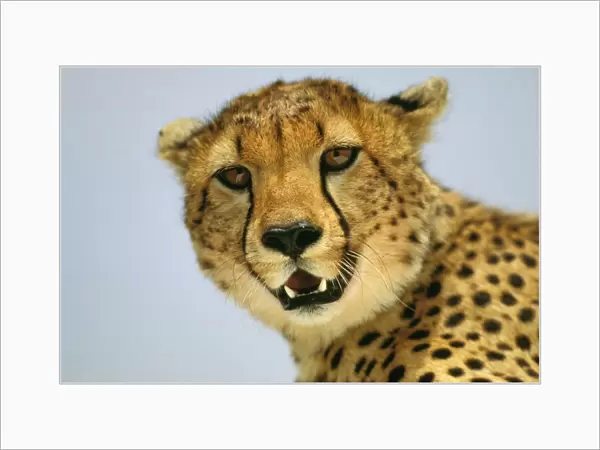 Cheetah - Masai Mara National Reserve - Kenya JFL03276