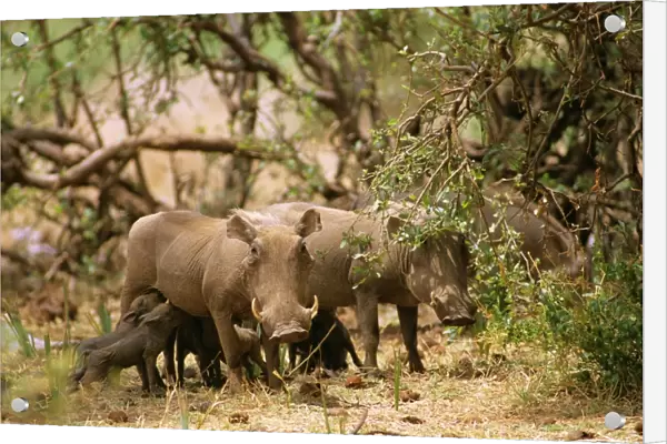 Warthog - with young feeding - Kenya JFL03961