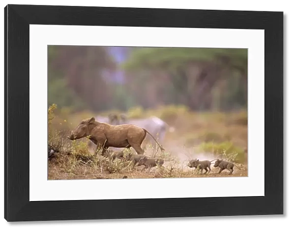 Warthog - with young - Kenya JFL03958