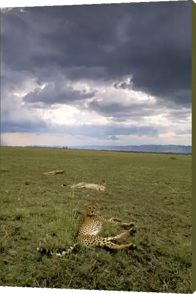 Cheetah - resting after eating - Masai Mara National Reserve, Kenya JFL03437