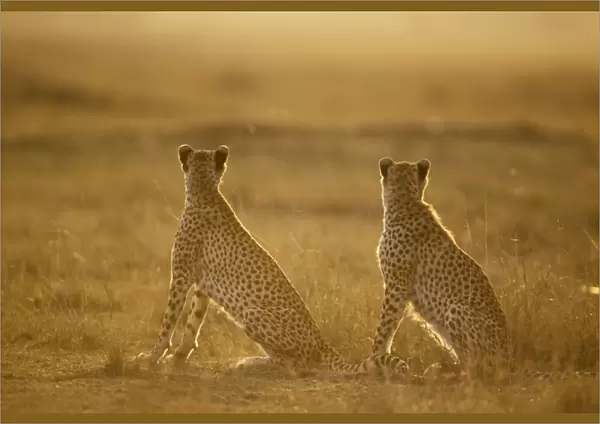 Cheetah - pair seated - Kenya JFL03431
