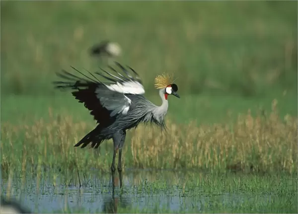 Grey-crowned Crane - in shallow water - Masai Mara National Reserve - Kenya, eastern and southern Africa JFL11276