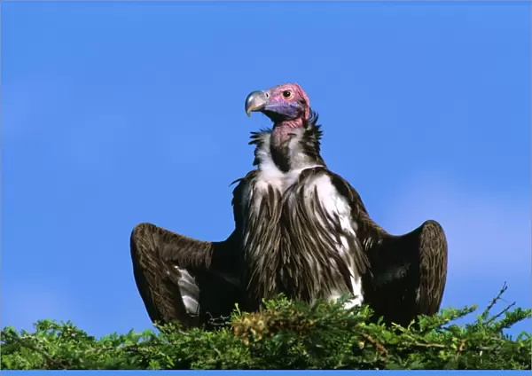 Lappet-faced Vulture - with spread wings, Masai Mara National Reserve, Kenya, eastern & central Africa JFL11253
