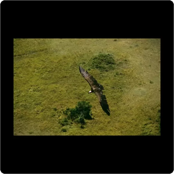 Aerial - Lappet-faced Vulture - in flight - Masai Mara National Reserve - Kenya JFL12580