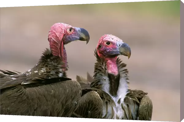 Lappet-faced Vulture - pair - Masai Mara National Reserve - Kenya JFL12615