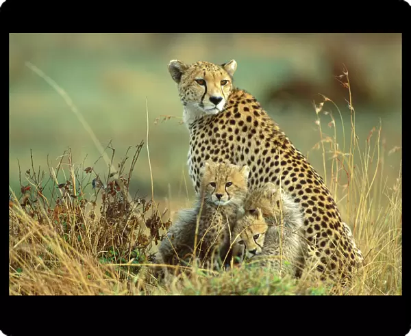 Cheetah - mother with two or three-month old cubs - Masai Mara National Reserve - Kenya JFL14428
